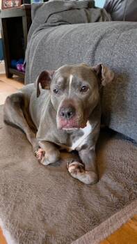 Rescue Pit Bull Terrier and Mixed Breed Dogs for Adoption in Hamden, Connecticut - Bella (surrender) | PetCurious