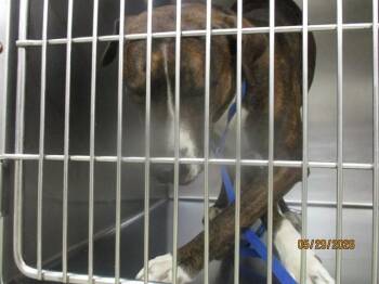Pit Bull Terrier and Mixed Breed Dogs Available for Adoption in Oklahoma City, Oklahoma - BELLA | PetCurious
