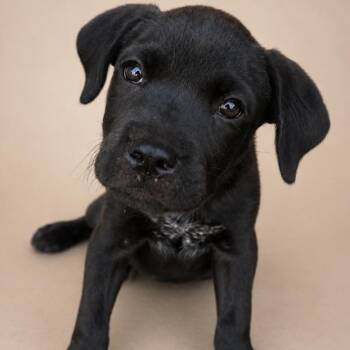 Sneezy -  Labrador Retriever Dog for Adoption in South Elgin, Illinois - Sneezy | PetCurious