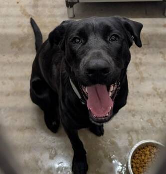 Labrador Retriever Dogs Available for Adoption in Camarillo, California - EDEN | PetCurious