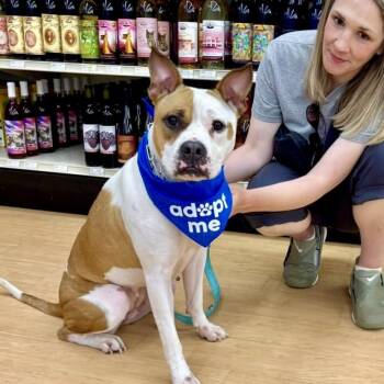 Maybelline -  Pit Bull Terrier Dog for Adoption in Buffalo, New York - Maybelline | PetCurious