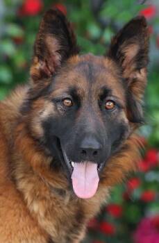 German Shepherd Dog Dogs Available for Adoption in Los Angeles, California - *Cheyenne Von Calau  | PetCurious