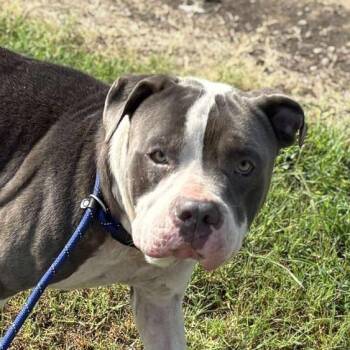 Rescue American Bulldog Dogs for Adoption in Hackett, Arkansas - Drago | PetCurious