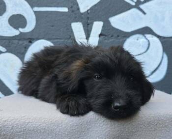 Babylon (B Squad) -  Labradoodle Dog for Adoption in Brewster, New York - Babylon (B Squad) | PetCurious