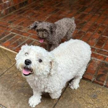 Lizzie Mae -  Poodle Dog for Adoption in Houston, Texas - Lizzie Mae | PetCurious