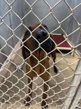 Redbone Coonhound Dogs Available for Adoption - Junie | PetCurious