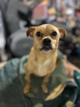 Rescue Chiweenie Dogs for Adoption in Greenville, South Carolina - Scrappy | PetCurious