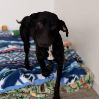 Cazy -  Labrador Retriever and Doberman Pinscher Dog for Adoption in Green Bay, Wisconsin - Cazy | PetCurious