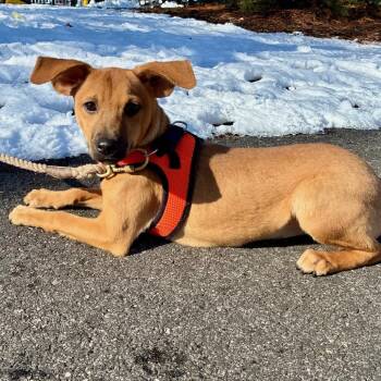 Terrier and Mixed Breed Dogs Available for Adoption - Princess Noodlewhisk | PetCurious