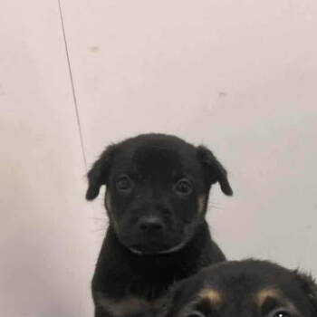 Rescue Shepherd and Mixed Breed Dogs for Adoption in Duck River, Tennessee - Scout | PetCurious