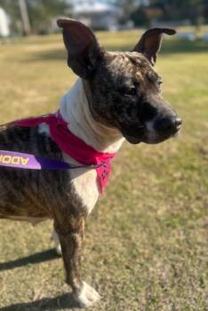 Rescue Mixed Breed Dogs for Adoption in Georgetown, South Carolina - Laurel | PetCurious