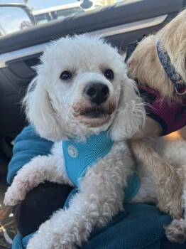 Poodle Dogs Available for Adoption - Freddie | PetCurious