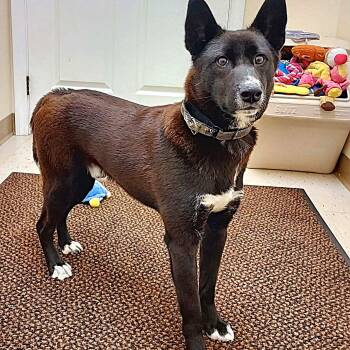 Skipper -  Shiba Inu Dog for Adoption in Falls Creek, Pennsylvania - Skipper | PetCurious