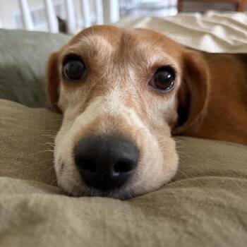 Beagle Dogs Available for Adoption - Penny D11278 | PetCurious