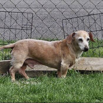 Dachshund Dogs Available for Adoption in Lancaster, Ohio - Fred | PetCurious