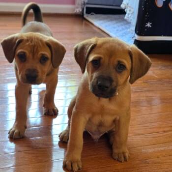 Mixed Breed Dogs Available for Adoption in Fredericksburg, Virginia - Keener | PetCurious