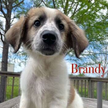 Rescue Anatolian Shepherd Dogs for Adoption in Spring, Texas - Brandy | PetCurious