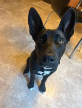 Moonshine -  Shepherd Dog for Adoption in Denver, Colorado - Moonshine | PetCurious
