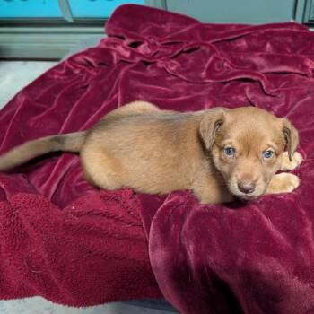 Rowan -  Mixed Breed Dog for Adoption in Chicago, Illinois - Rowan | PetCurious