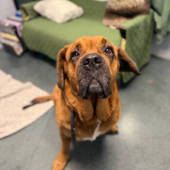 Mulan -  Saint Bernard and Cane Corso Dog for Adoption in Warwick, Rhode Island - Mulan | PetCurious