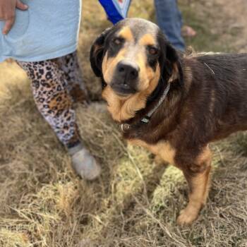 Rescue Mixed Breed Dogs for Adoption in Tulsa, Oklahoma - Onyx | PetCurious