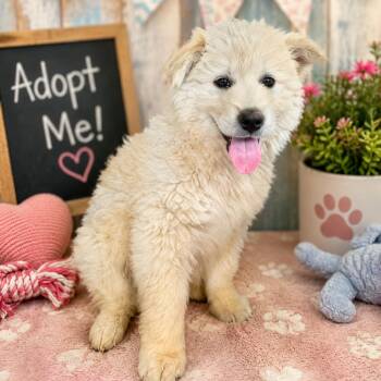 Cloudy -  Husky and Great Pyrenees Dog for Adoption in Fresno, California - Cloudy | PetCurious