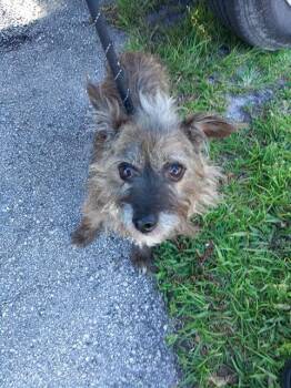Cairn Terrier Dogs Available for Adoption in Fort Lauderdale, Florida - COLTON | PetCurious