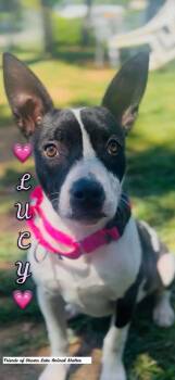 Lucy -  Pit Bull Terrier and Mixed Breed Dog Available for Adoption in Shasta Lake, California - Lucy | PetCurious