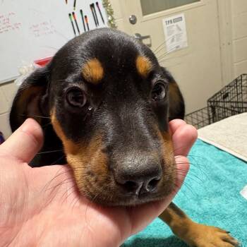 Tostada -  Mixed Breed Dog for Adoption in Milton, Florida - Tostada | PetCurious