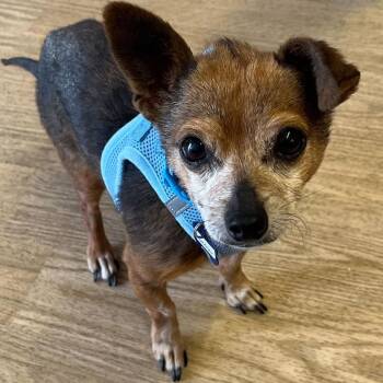 Chihuahua Dogs Available for Adoption in San Francisco, California - Cameroon 14052 | PetCurious