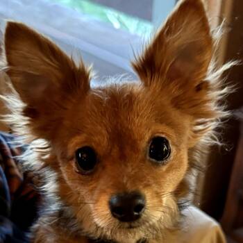 Chihuahua Dogs Available for Adoption - Punkin | PetCurious