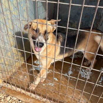 Leah -  German Shepherd Dog Dog for Adoption in Austin, Texas - Leah | PetCurious