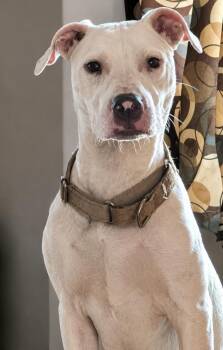 Taki -  Pit Bull Terrier Dog for Adoption in Grand Rapids, Michigan - Taki | PetCurious