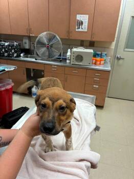 Joshua -  Mixed Breed Dog for Adoption in Bossier City, Louisiana - Joshua | PetCurious