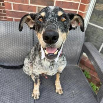 Miller Magic -  Cattle Dog and Mixed Breed Dog for Adoption in Friendswood, Texas - Miller Magic | PetCurious