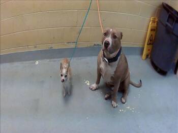 MEEKO -  Chihuahua Dog Available for Adoption in Tulsa, Oklahoma - MEEKO | PetCurious