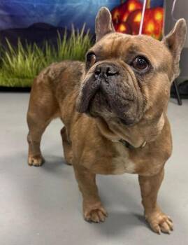 Rescue Only-AC-5425 "Dobbie" -  French Bulldog Dog for Adoption in Conyers, Georgia - Rescue Only-AC-5425 "Dobbie" | PetCurious