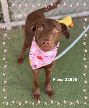 FIONA -  Labrador Retriever and Doberman Pinscher Dog for Adoption in Marietta, Georgia - FIONA | PetCurious