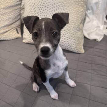 Snow White -  Chihuahua and Dachshund Dog for Adoption in San Diego, California - Snow White | PetCurious