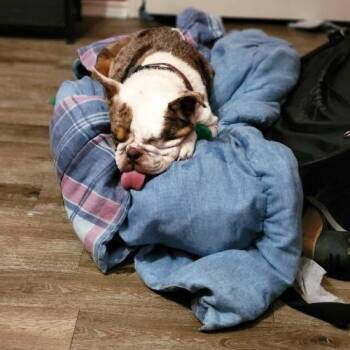 Baby -  French Bulldog and English Bulldog Dog for Adoption in Austin, Texas - Baby | PetCurious