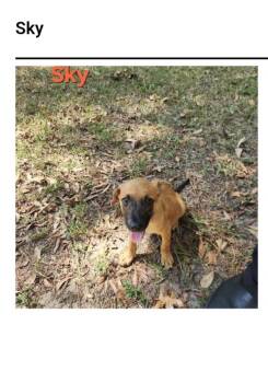 Sky -  Black Mouth Cur Dog for Adoption in Westport, Connecticut - Sky | PetCurious