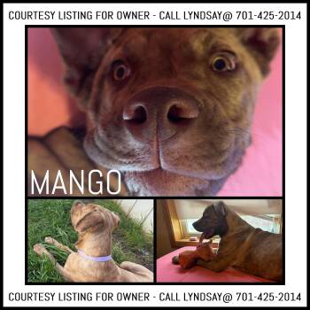 Mango - COURTESY LISTING -  Mastiff Dog Available for Adoption in Valley City, North Dakota - Mango - COURTESY LISTING | PetCurious