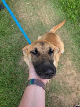 Evelyn -  Shepherd Dog Available for Adoption in Camden, Tennessee - Evelyn | PetCurious
