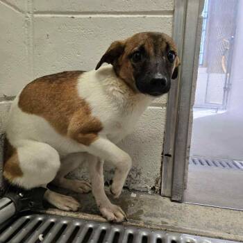 Rescue Feist and Mixed Breed Dogs for Adoption in Milan, Pennsylvania - Tweedledum | PetCurious