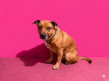 Mixed Breed Dogs Available for Adoption in Jacksonville, Florida - BROWNIE | PetCurious