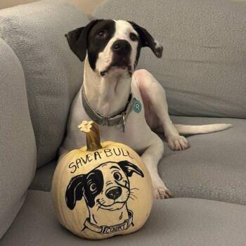 Court -  American Staffordshire Terrier and Mixed Breed Dog for Adoption in Minneapolis, Minnesota - Court | PetCurious