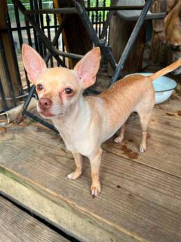 Habanero - NY -  Chihuahua and Rat Terrier Dog for Adoption in Bryan, Texas - Habanero - NY | PetCurious
