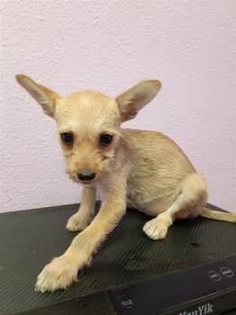 61142475 -  Mixed Breed Dog for Adoption in El Paso, Texas - 61142475 | PetCurious