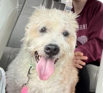 Schnauzer and Boxer Dogs Available for Adoption - Max | PetCurious