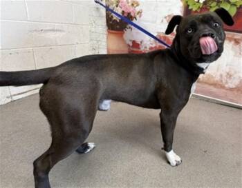 Pit Bull Terrier Dogs Available for Adoption in San Bernardino, California - SHAZAM | PetCurious